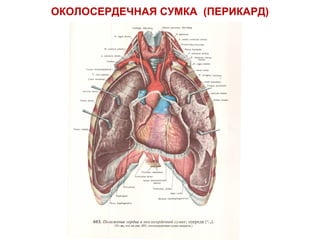 ОКОЛОСЕРДЕЧНАЯ СУМКА (ПЕРИКАРД)
 
