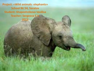 Project: «Wild animals: elephants»
       School № 54, Saratov
 Student: Shaposhnikova Vasilisa
      Teacher: Sergeeva E.V.
               2013




                  EE
 