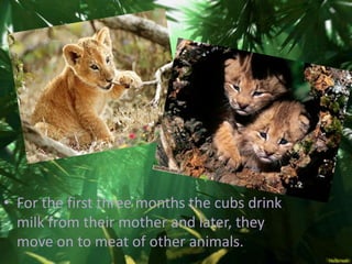 • For the first three months the cubs drink
  milk from their mother and later, they
  move on to meat of other animals.
 