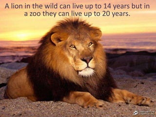A lion in the wild can live up to 14 years but in
       a zoo they can live up to 20 years.
 