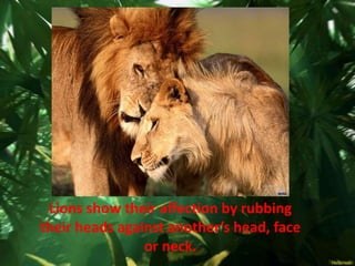 Lions show their affection by rubbing
their heads against another’s head, face
                or neck.
 