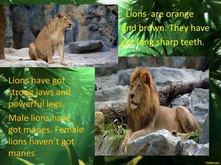 •    Lions are orange
                    •   and brown. They have
                    •   got long sharp teeth..


Lions have got
strong jaws and
powerful legs.
Male lions have
got manes. Female
lions haven’t got
manes.
 