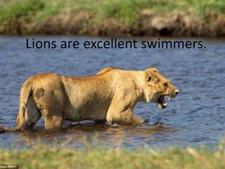 Lions are excellent swimmers.
 