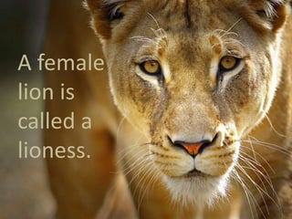 A female
lion is
called a
lioness.
 