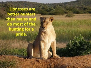 Lionesses are
 better hunters
than males and
do most of the
  hunting for a
     pride.
 
