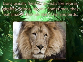 Lions usually feed on animals like zebras,
giraffes, rhinos, hippos. Sometimes they
eat smaller animals like hares and birds.
 