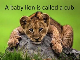 A baby lion is called a cub   .
 