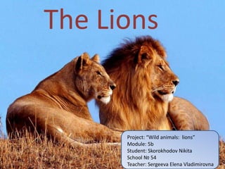 Wild animals: lions