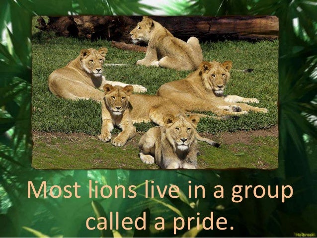 A Group Of Lions 96