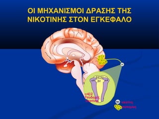 ΟΙ ΜΗΧΑΝΙΣΜΟΙ ΔΡΑΣΗΣ ΤΗΣ
ΝΙΚΟΤΙΝΗΣ ΣΤΟΝ ΕΓΚΕΦΑΛΟ




                                         NIC




                      β2 β2
                 α4    β2     α4




             α4β2
             Υποδοχείς
             νικοτίνης             NIC
                                         νικοτίνη
                                         ντοπαμίνη
 