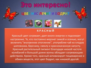 Это интересно!
         ЦВЕТ НАС ЛЕЧИТ И БОДРИТ



                     КРАСНЫЙ
 Красный цвет согревает, дает много энергии и поднимает
настроение. Те, кто постоянно мерзнет зимой и осенью, могут
включить "внутреннее отопление", употребляя чай из плодов
   шиповника, бруснику, свеклу и краснокачанную капусту.
  Красный растительный пигмент благодаря низкой частоте
 колебаний и большой длине волны обладает согревающим
действием. Кроме того, красный активизирует пищеварение и
    обмен веществ, этот цвет бодрит, как никакой другой.
 