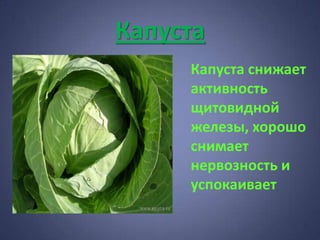 Капуста
     Капуста снижает
     активность
     щитовидной
     железы, хорошо
     снимает
     нервозность и
     успокаивает
 
