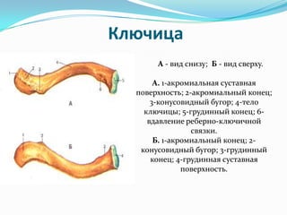 Ilium Stanabolic ������� ���: ����.