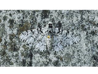 Οι "μάστερ" του καμουφλάζ