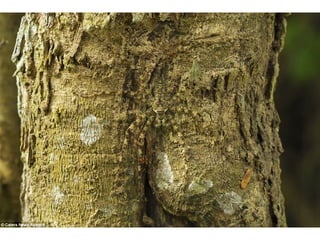 Οι "μάστερ" του καμουφλάζ