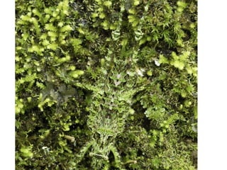 Οι "μάστερ" του καμουφλάζ