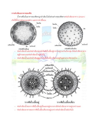 การลาเลียงอาหารของพืช
         นาตาลซึ่งเป็นอาหารของพืชจะถูกลาเลียงไปยังส่วนต่างๆของพืชทางท่อลาเลียงอาหาร (phloem)
เกิดได้ทังจากส่วนบนลงสู่ล่าง และจากล่างขึนบน




   - ท่อลาเลียงนาและท่อลาเลียงของลาต้นพืชใบเลียงคู่อาหารอยู่รวมกันเป็นกลุ่ม มีท่อลาเลียงอาหาร
     อยู่ข้างนอกและท่อลาเลียงนาอยู่ข้างใน
   - ท่อลาเลียงนาและท่อลาเลียงของลาต้นพืชใบเลียงเดี่ยวจะอยู่กันอย่างกระจัดกระจาย




   - ท่อลาเลียงนาของรากพืชใบเลียงคู่เป็นแฉกอยู่ตรงกลางมีท่อลาเลียงอาหารอยู่ระหว่างแฉก
   - ท่อลาเลียงอาหารของรากพืชใบเลียงเดี่ยวจะอยู่ระหว่างท่อลาเลียงนาสลับกันไป
 