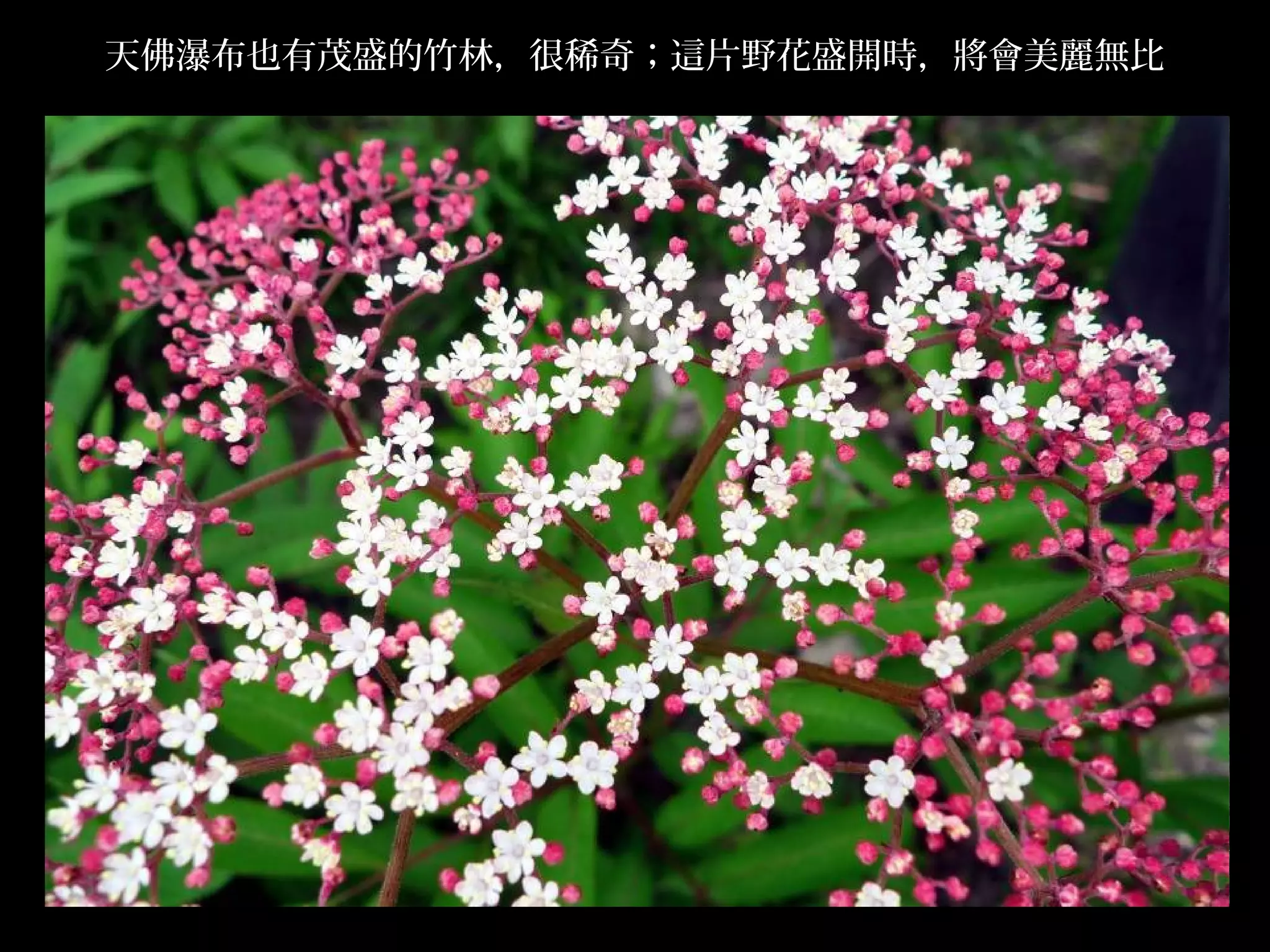 天佛瀑布也有茂盛的竹林，很稀奇；這片野花盛開時，將會美麗無比




                                 .
 