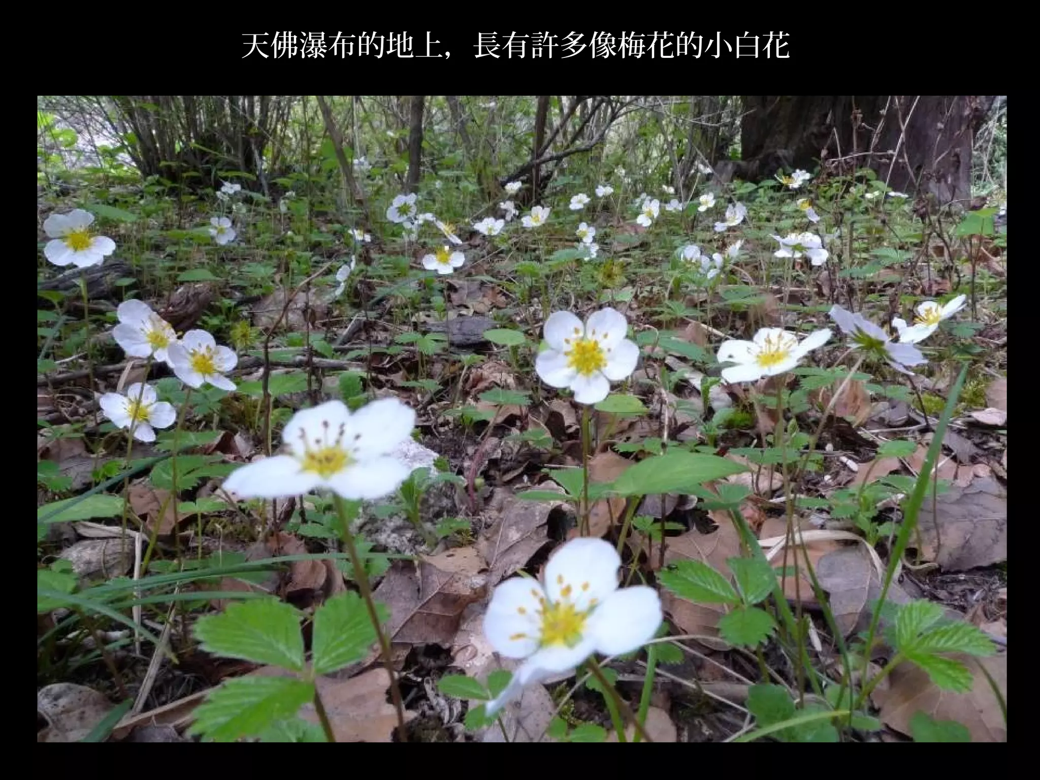 天佛瀑布的地上，長有許多像梅花的小白花
 