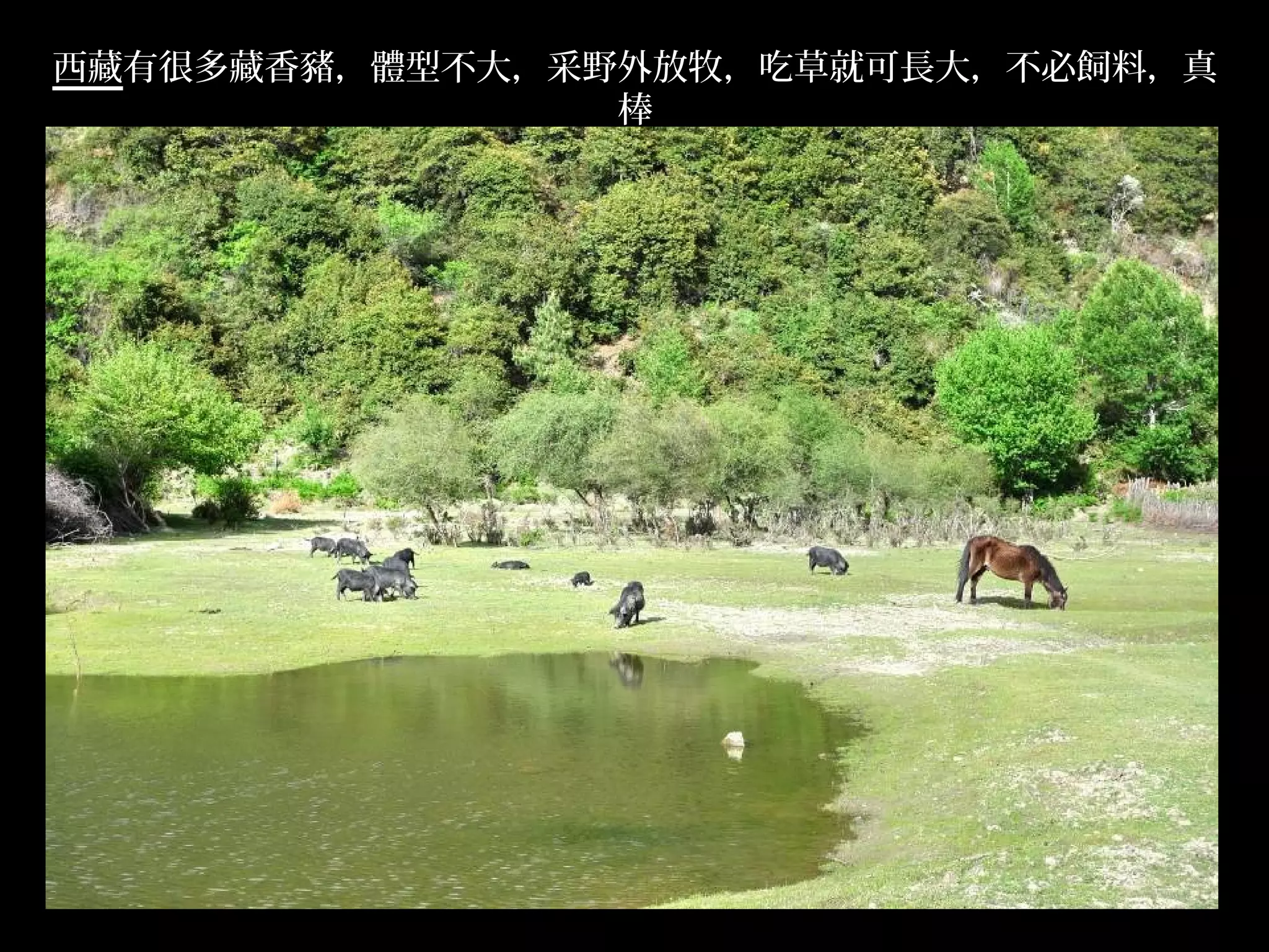 西藏有很多藏香豬，體型不大，采野外放牧，吃草就可長大，不必飼料，真
                棒




                                    .
 