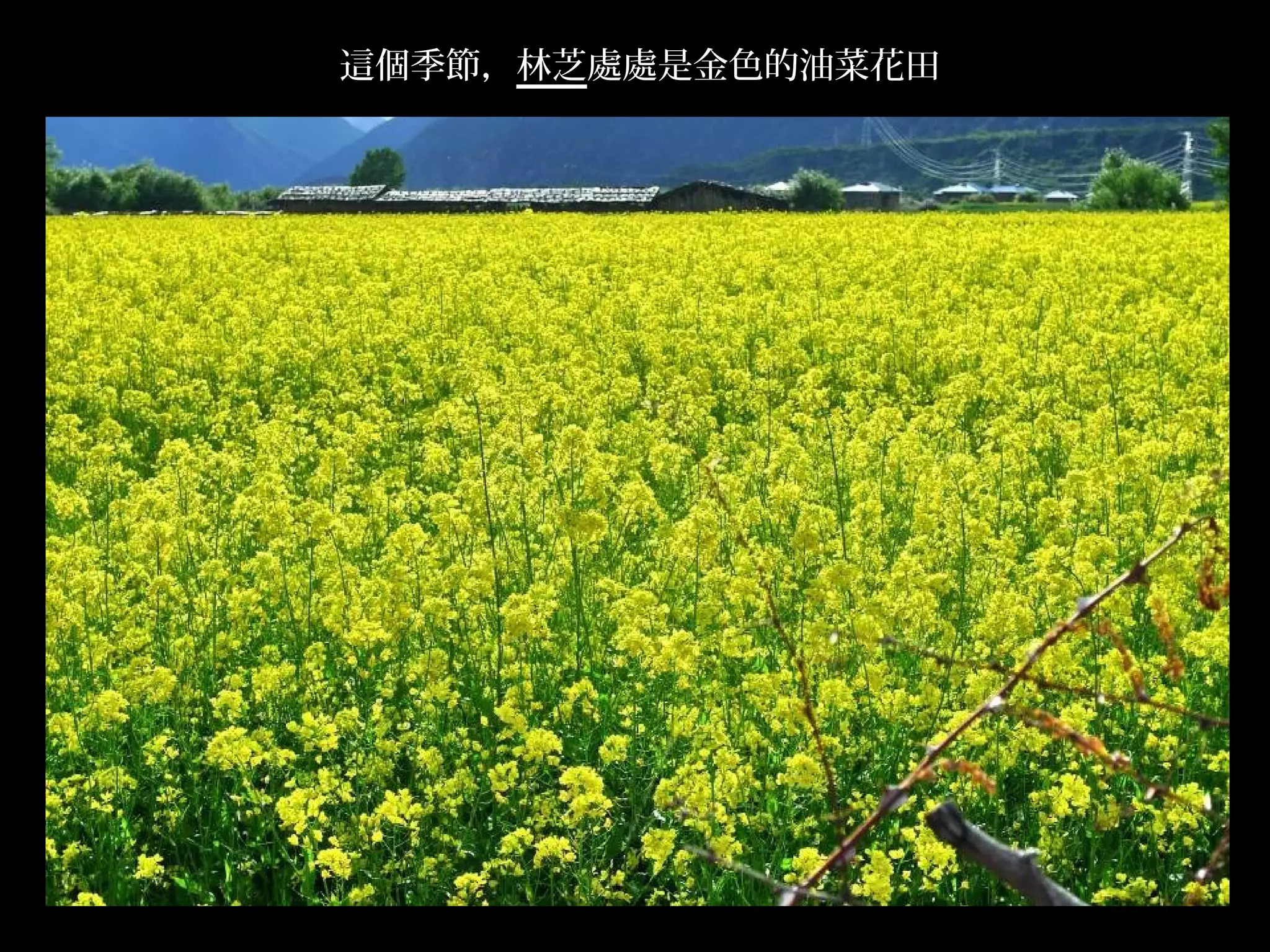 這個季節，林芝處處是金色的油菜花田




                    .
 