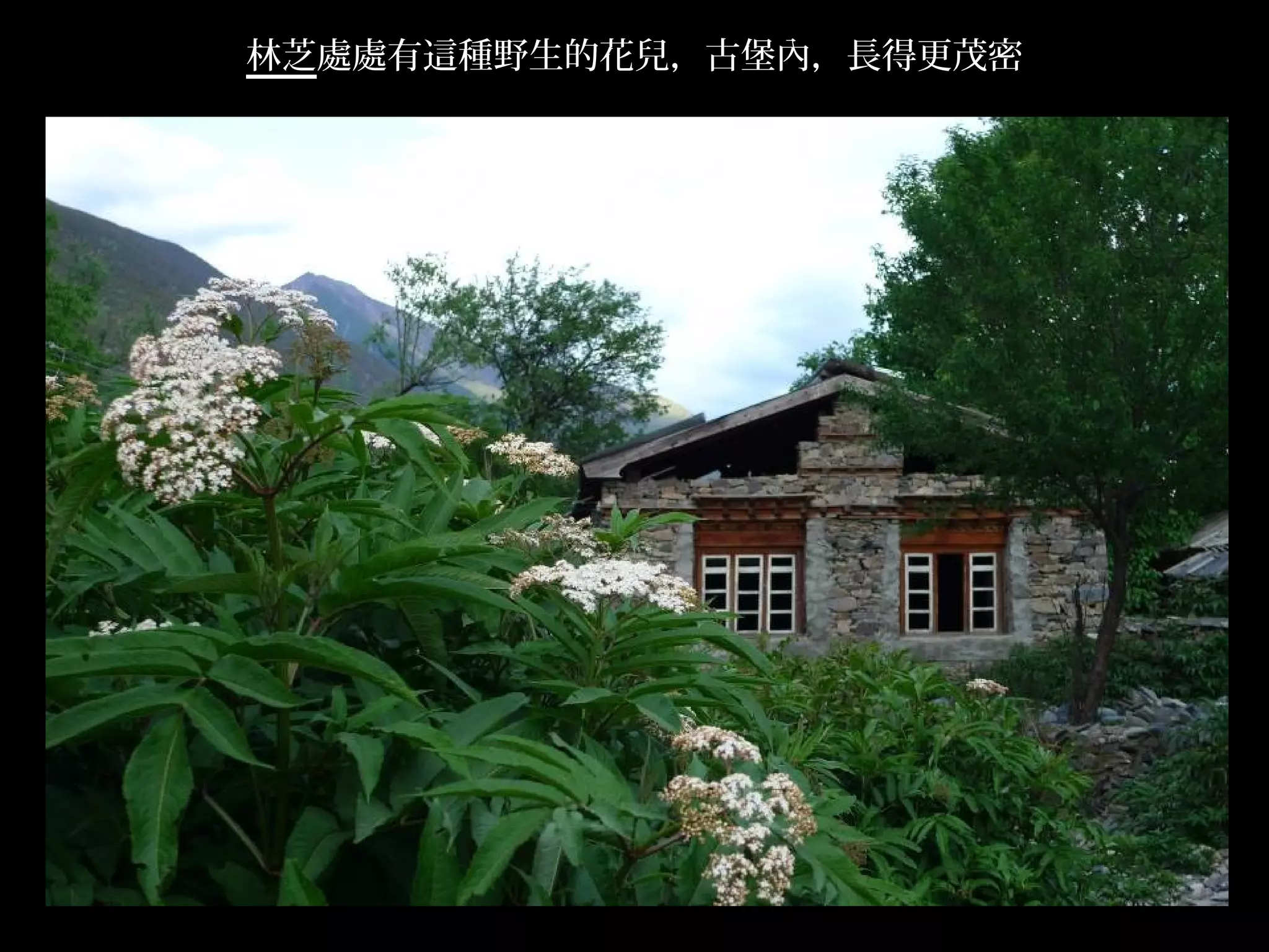 林芝處處有這種野生的花兒，古堡內，長得更茂密




                         .
 