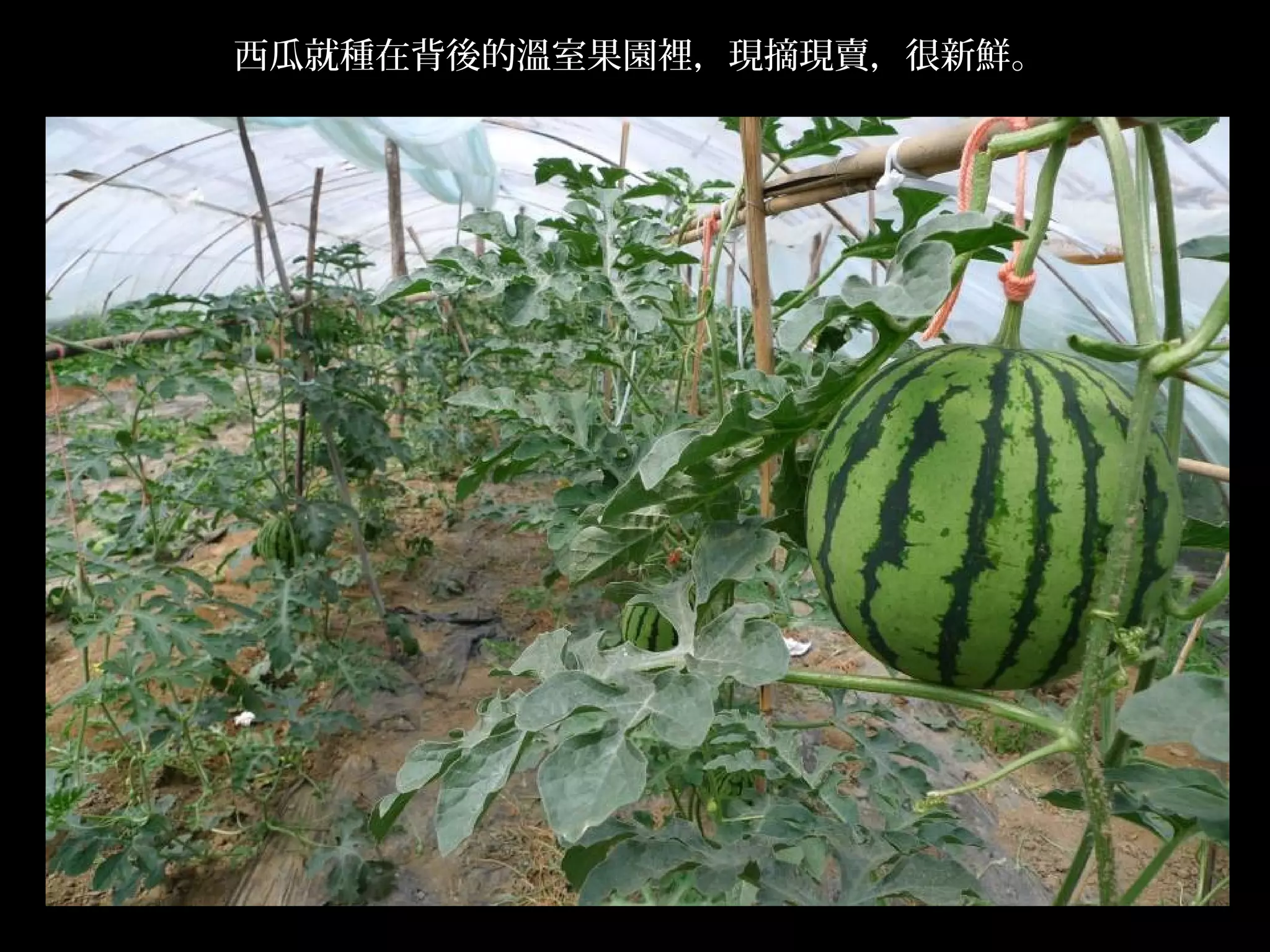 西瓜就種在背後的溫室果園裡，現摘現賣，很新鮮。




                          .
 