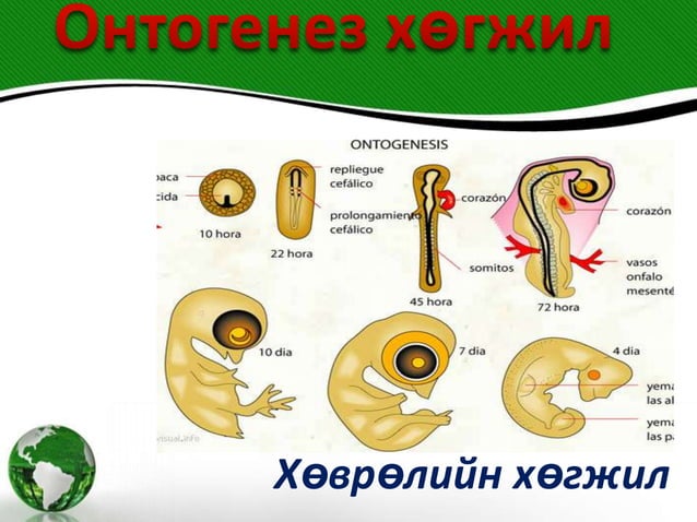 онтогенез хөгжил