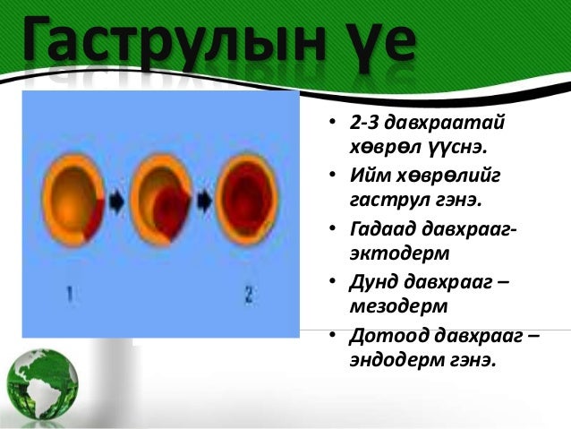 онтогенез хөгжил