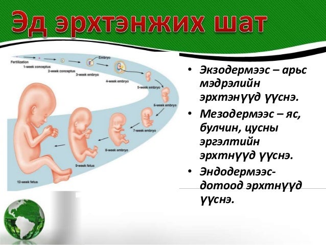 онтогенез хөгжил