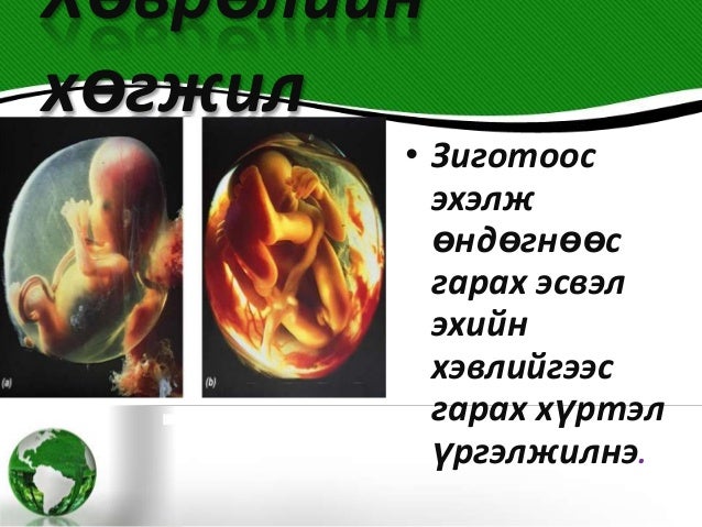 онтогенез хөгжил