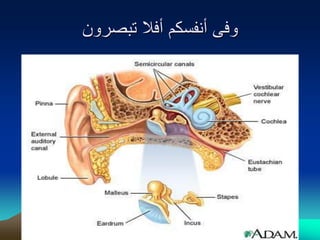 ‫وفى أنفسكم أفال تبصرون‬
 