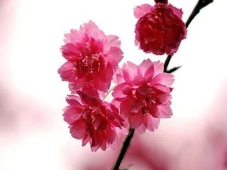 Ιαπωνία - Η λίμνη με τις κερασιές