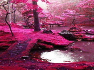 Ιαπωνία - Η λίμνη με τις κερασιές