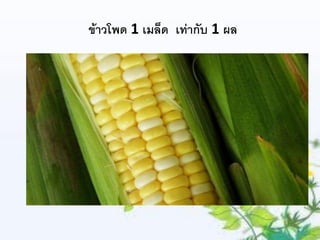 ข้าวโพด 1 เมล็ด เท่ากับ 1 ผล
 