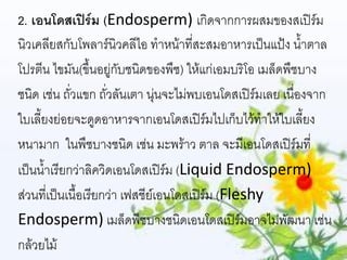 2. เอนโดสเปิร์ม (Endosperm) เกิดจากการผสมของสเปิร์ม
นิวเคลียสกับโพลาร์นิวคลีไอ ทาหน้าที่สะสมอาหารเป็นแป้ง น้าตาล
โปรตีน ไขมัน(ขึ้นอยู่กับชนิดของพืช) ให้แก่เอมบริโอ เมล็ดพืชบาง
ชนิด เช่น ถั่วแขก ถั่วลันเตา นุ่นจะไม่พบเอนโดสเปิร์มเลย เนื่องจาก
ใบเลี้ยงย่อยจะดูดอาหารจากเอนโดสเปิร์มไปเก็บไว้ทาให้ใบเลี้ยง
หนามาก ในพืชบางชนิด เช่น มะพร้าว ตาล จะมีเอนโดสเปิร์มที่
เป็นน้าเรียกว่าลิควิดเอนโดสเปิร์ม (Liquid Endosperm)
ส่วนที่เป็นเนื้อเรียกว่า เฟสชีย์เอนโดสเปิร์ม (Fleshy
Endosperm) เมล็ดพืชบางชนิดเอนโดสเปิร์มอาจไม่พัฒนา เช่น
กล้วยไม้
 