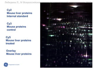 Лебедева Л., IV Всероссийская школа по клинической иммунологии, 2013г.


 Cy2
 Mouse liver proteins
 Internal standard

 Cy3
 Mouse proteins
 control

Cy5
Mouse liver proteins
treated

 Overlay
 Mouse liver proteins
 