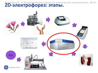 Лебедева Л., IV Всероссийская школа по клинической иммунологии, 2013г.
2D‐электрофорез: этапы.




  MS
 