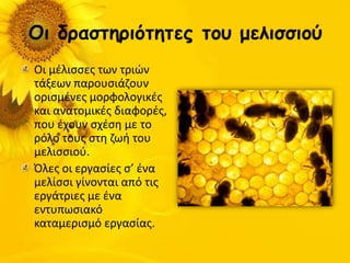 Οι δοαζηηοιόηηηεπ ηξρ μελιζζιξύ
Οι μζλιςςεσ των τριών
τάξεων παρουςιάηουν
οριςμζνεσ μορφολογικζσ
και ανατομικζσ διαφορζσ,
που ζχουν ςχζςθ με το
ρόλο τουσ ςτθ ηωι του
μελιςςιοφ.
Όλεσ οι εργαςίεσ ς’ ζνα
μελίςςι γίνονται από τισ
εργάτριεσ με ζνα
εντυπωςιακό
καταμεριςμό εργαςίασ.
 