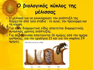 Ο βιξλξγικόπ κύκλξπ ηηπ
            μέλιζζαπ
Η μέιηζζα γηα κα μιμθιενώζεη ηεκ ακάπηολή ηεξ
δηένπεηαη από ηνία ζηάδηα : ημ αογό, ηεκ πνμκύμθε θαη
ηε κύμθε.
Γηα θάζε δηαθμνεηηθό είδμξ απαηηείηαη δηαθμνεηηθόξ
ζοκμιηθόξ πνόκμξ ακάπηολεξ.
Γηα ηε βαζίιηζζα απαηημύκηαη 16 εμένεξ από ηεκ εμένα
ςμημθίαξ, γηα ηεκ ενγάηνηα 21 θαη γηα ημκ θεθήκα 24
εμένεξ.
 