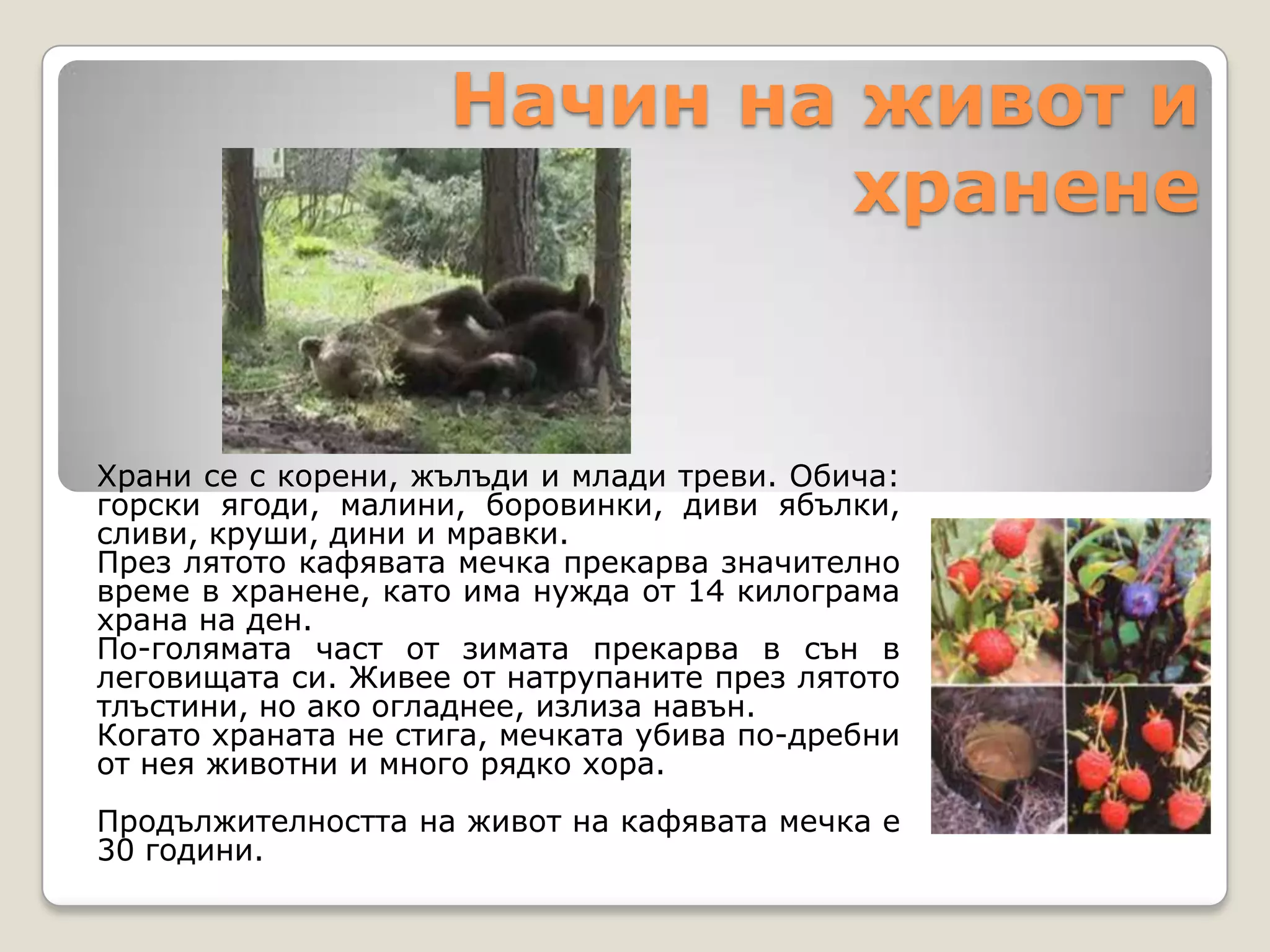 Начин на живот и
                              хранене


Храни се с корени, жълъди и млади треви. Обича:
горски ягоди, малини, боровинки, диви ябълки,
сливи, круши, дини и мравки.
През лятото кафявата мечка прекарва значително
време в хранене, като има нужда от 14 килограма
храна на ден.
По-голямата част от зимата прекарва в сън в
леговищата си. Живее от натрупаните през лятото
тлъстини, но ако огладнее, излиза навън.
Когато храната не стига, мечката убива по-дребни
от нея животни и много рядко хора.
Продължителността на живот на кафявата мечка е
30 години.
 