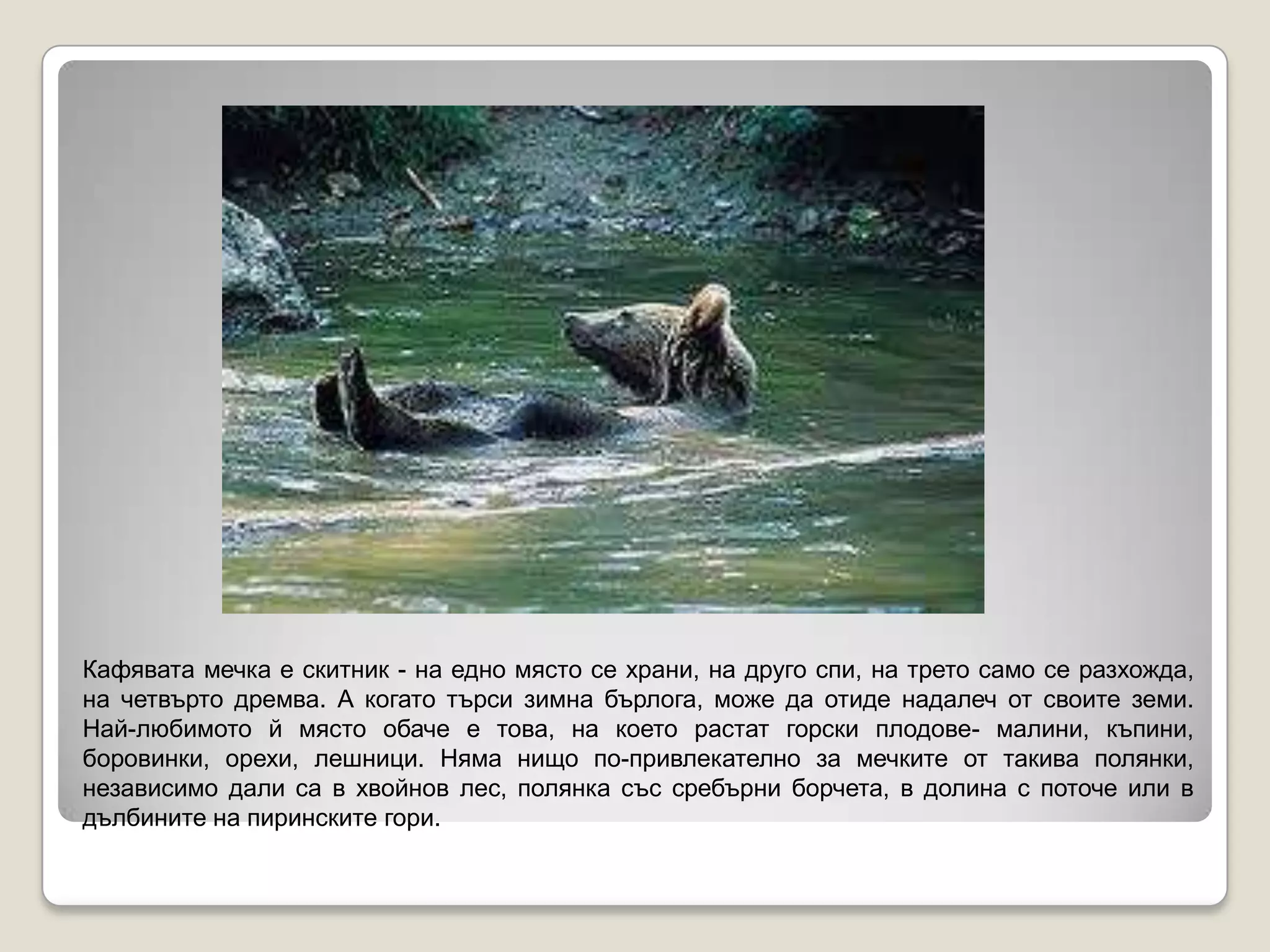 Кафявата мечка е скитник - на едно място се храни, на друго спи, на трето само се разхожда,
на четвърто дремва. А когато търси зимна бърлога, може да отиде надалеч от своите земи.
Най-любимото й място обаче е това, на което растат горски плодове- малини, къпини,
боровинки, орехи, лешници. Няма нищо по-привлекателно за мечките от такива полянки,
независимо дали са в хвойнов лес, полянка със сребърни борчета, в долина с поточе или в
дълбините на пиринските гори.
 