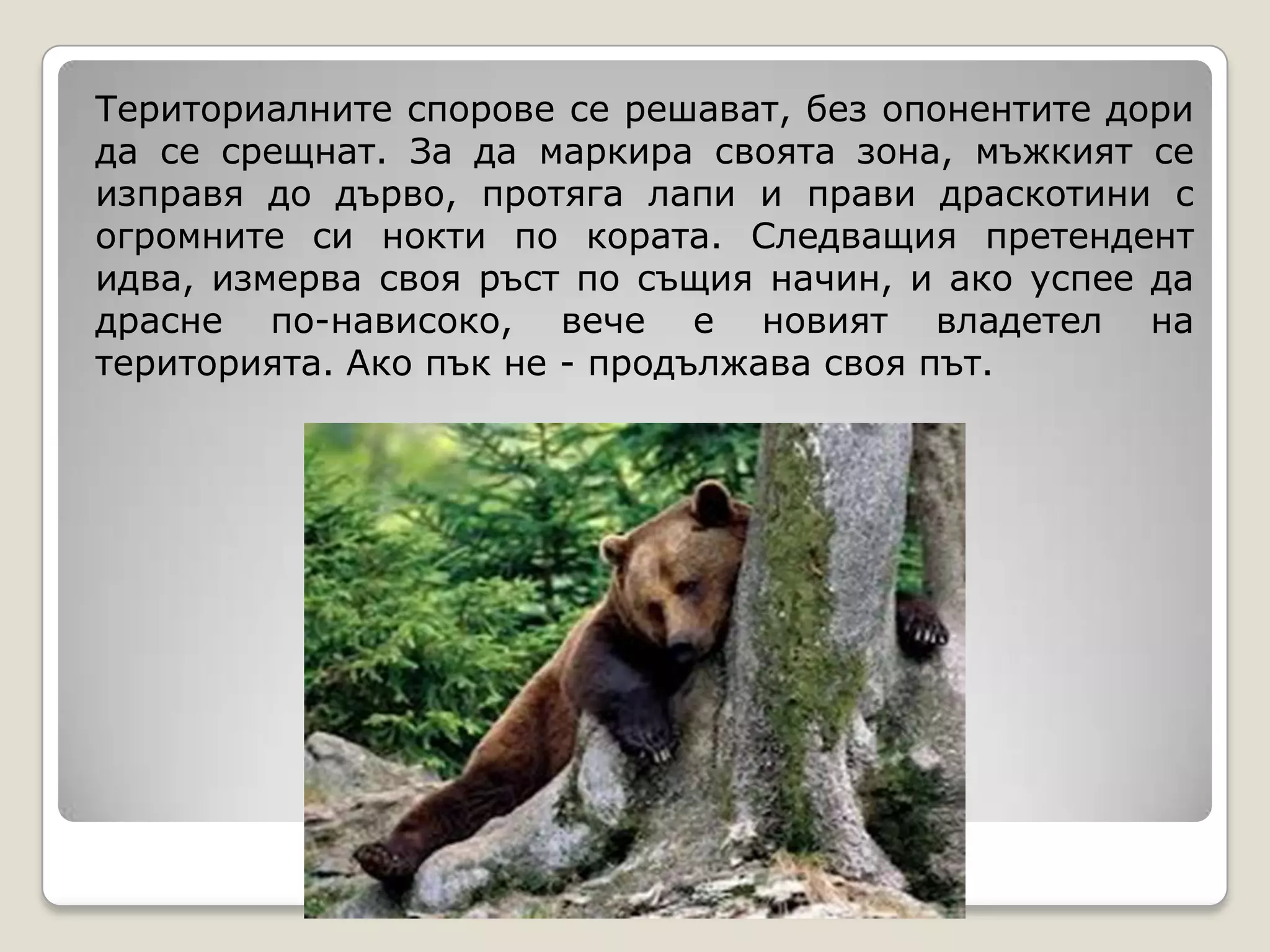 Териториалните спорове се решават, без опонентите дори
да се срещнат. За да маркира своята зона, мъжкият се
изправя до дърво, протяга лапи и прави драскотини с
огромните си нокти по кората. Следващия претендент
идва, измерва своя ръст по същия начин, и ако успее да
драсне по-нависоко, вече е новият владетел на
територията. Ако пък не - продължава своя път.
 