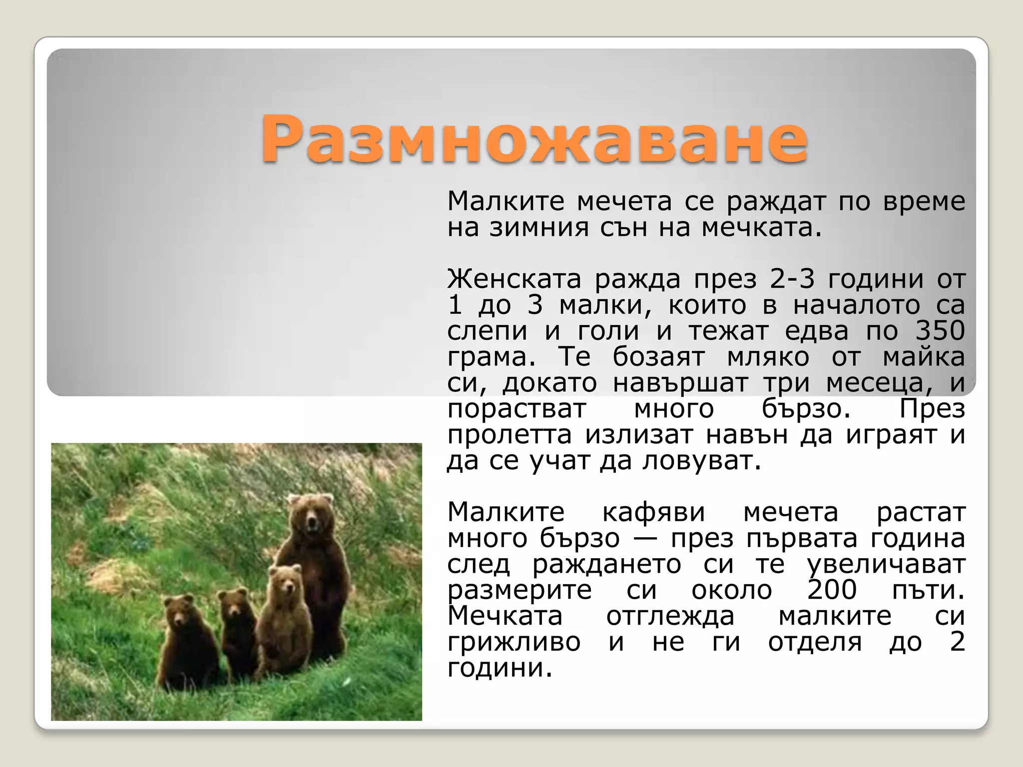 Размножаване
    Малките мечета се раждат по време
    на зимния сън на мечката.
    Женската ражда през 2-3 години от
    1 до 3 малки, които в началото са
    слепи и голи и тежат едва по 350
    грама. Те бозаят мляко от майка
    си, докато навършат три месеца, и
    порастват    много    бързо. През
    пролетта излизат навън да играят и
    да се учат да ловуват.
    Малките кафяви мечета растат
    много бързо — през първата година
    след раждането си те увеличават
    размерите си около 200 пъти.
    Мечката   отглежда   малките   си
    грижливо и не ги отдeля до 2
    години.
 