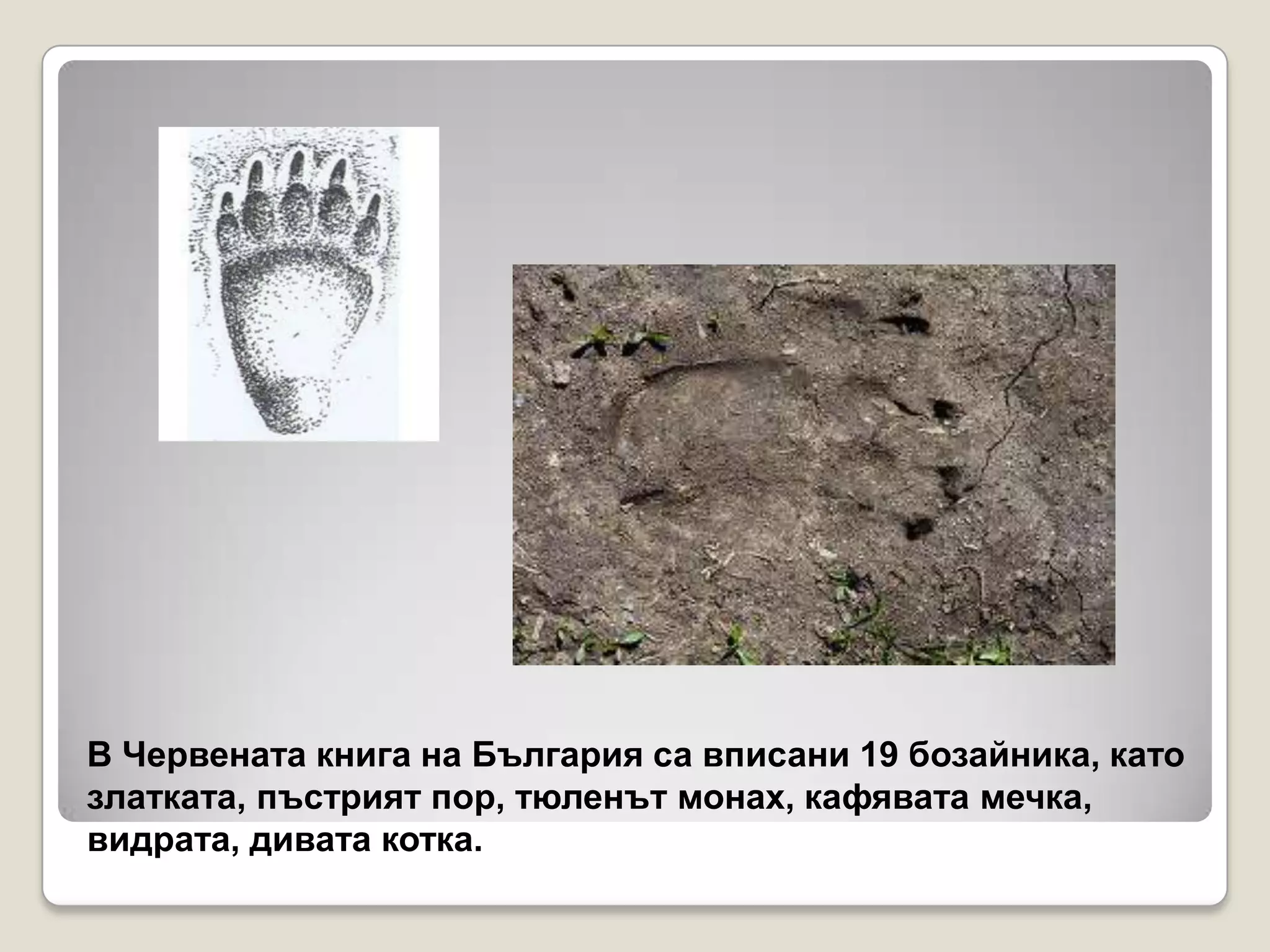 В Червената книга на България са вписани 19 бозайника, като
златката, пъстрият пор, тюленът монах, кафявата мечка,
видрата, дивата котка.
 