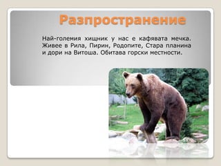 чп кафява мечка | PPT