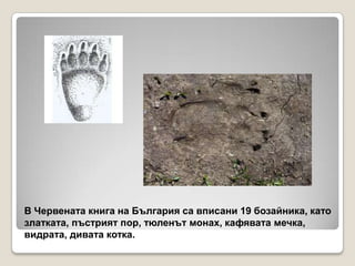 чп кафява мечка | PPT