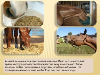 А зимой основная еда овес, пшеница и сено. Сено — это высохшая
трава, которую человек заготавливает на зиму еще осенью. Также
лошадки любят полакомиться фруктами, особенно яблоками. Не
откажутся они и от кусочка хлеба. Еще они пьют много воды.
 