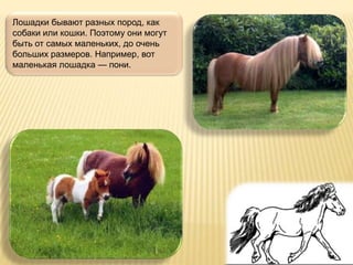 Лошадки бывают разных пород, как
собаки или кошки. Поэтому они могут
быть от самых маленьких, до очень
больших размеров. Например, вот
маленькая лошадка — пони.
 