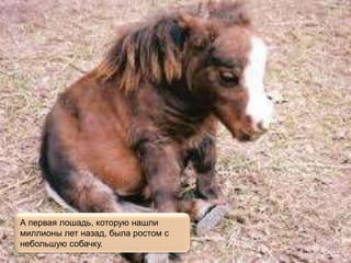 А первая лошадь, которую нашли
миллионы лет назад, была ростом с
небольшую собачку.
 